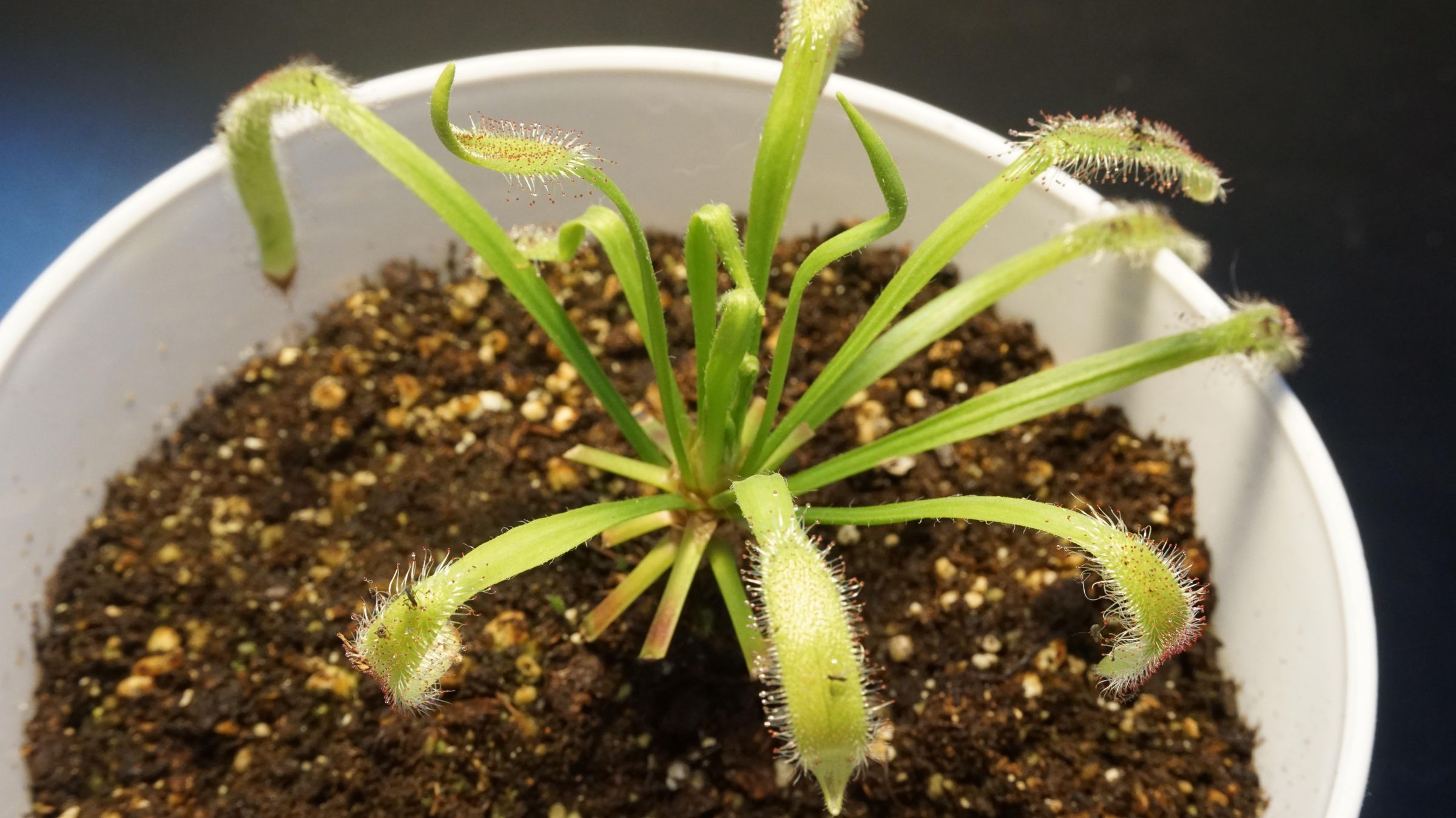 Cloning Carnivorous Sundew (Drosera Capensis) : 6 Steps (with