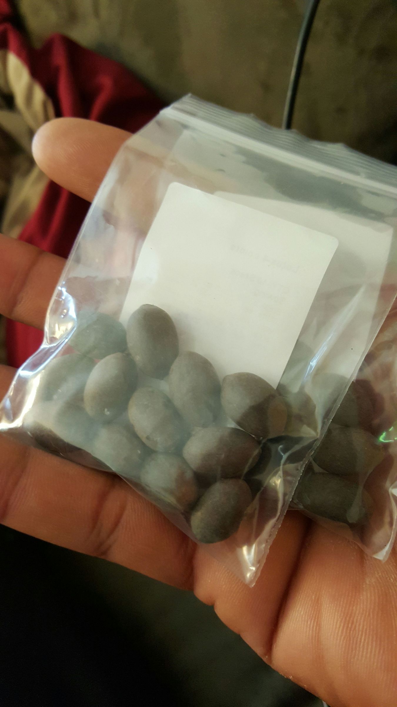 How to Germinate Lotus Seeds 