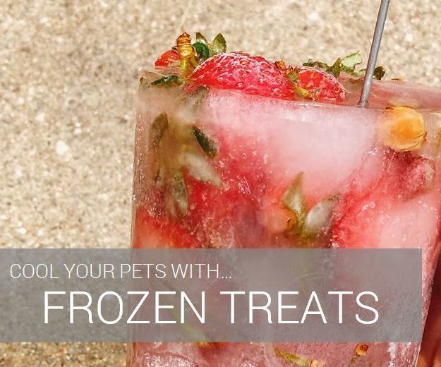How to Cool Pets With Frozen Treats