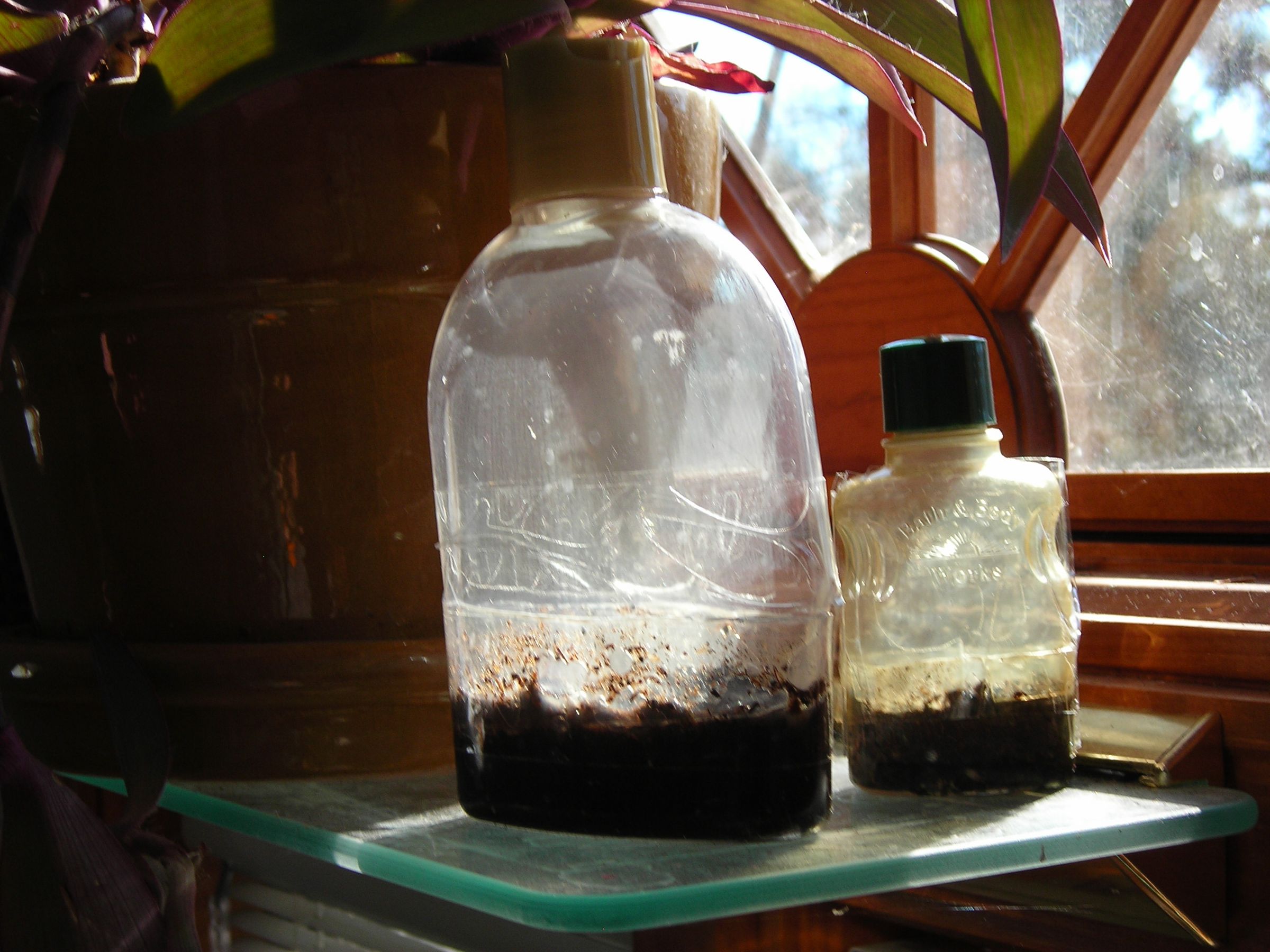 Seed Starter