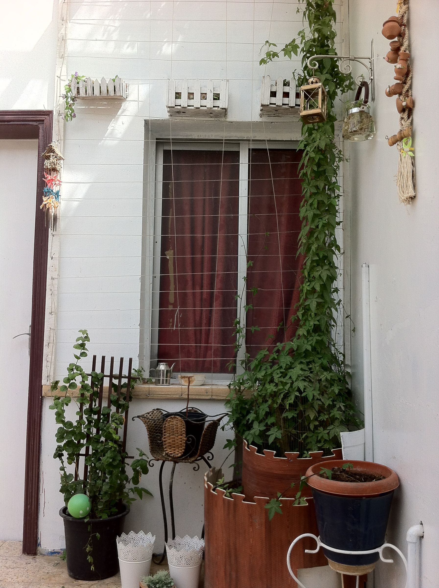 Update to My Morning Glory