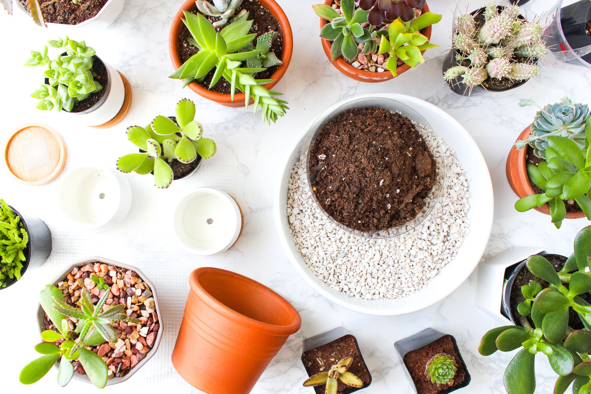 how to remove plant from pot