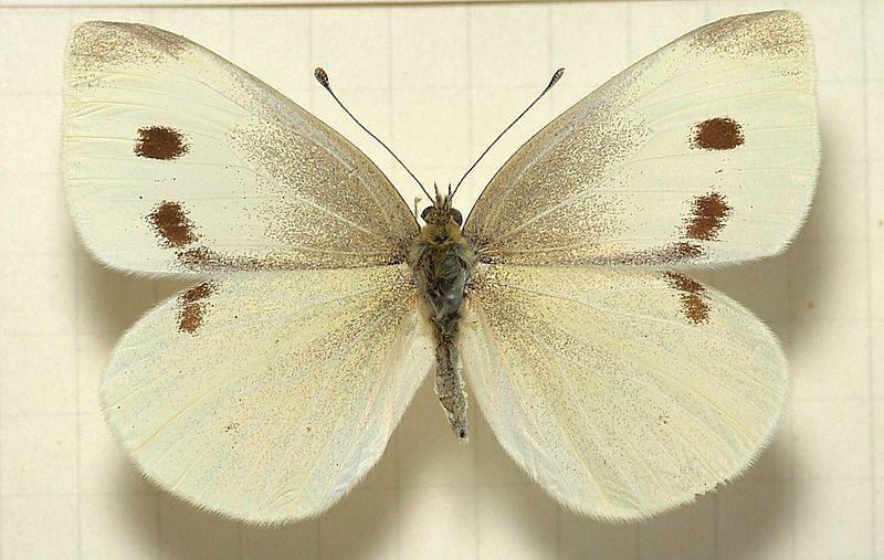 3D Printing a Cabbage Moth / Butterfly Decoy to Save Your Cabbage