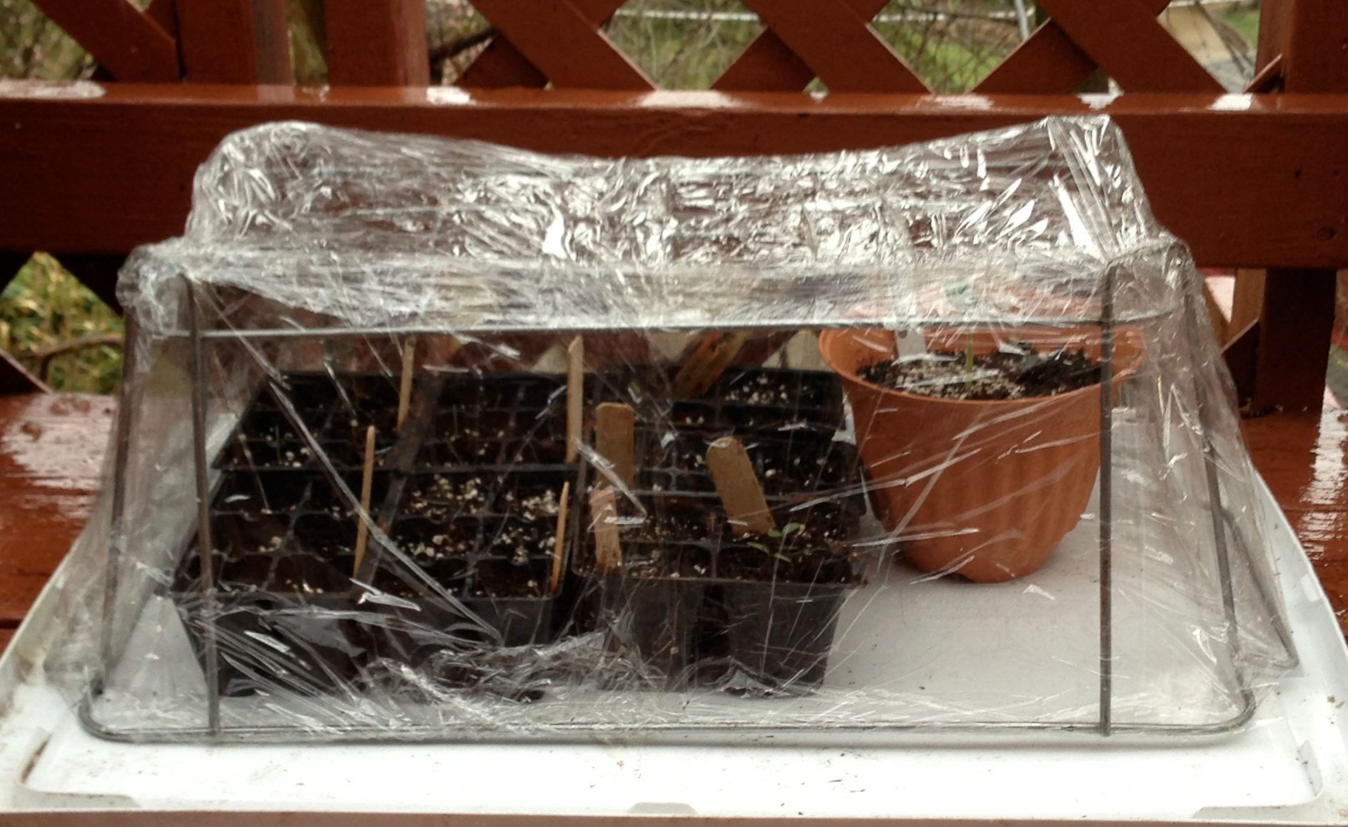 Greenhouse from turkey roaster stand