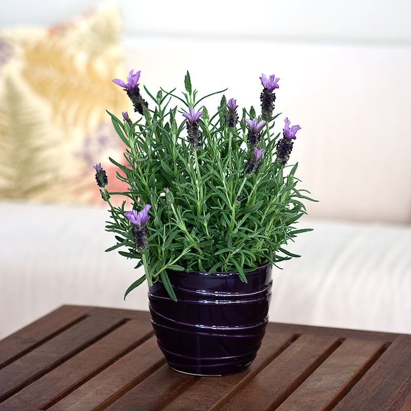 Make Some Blooming Plants the Center of Attention in Your Lovely Garden