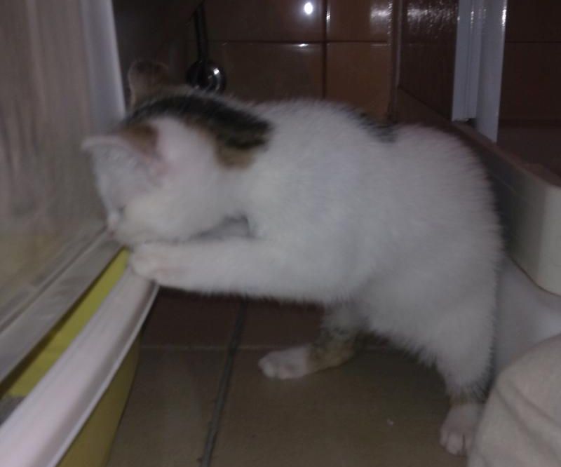 Litter Hack for Small Kitten