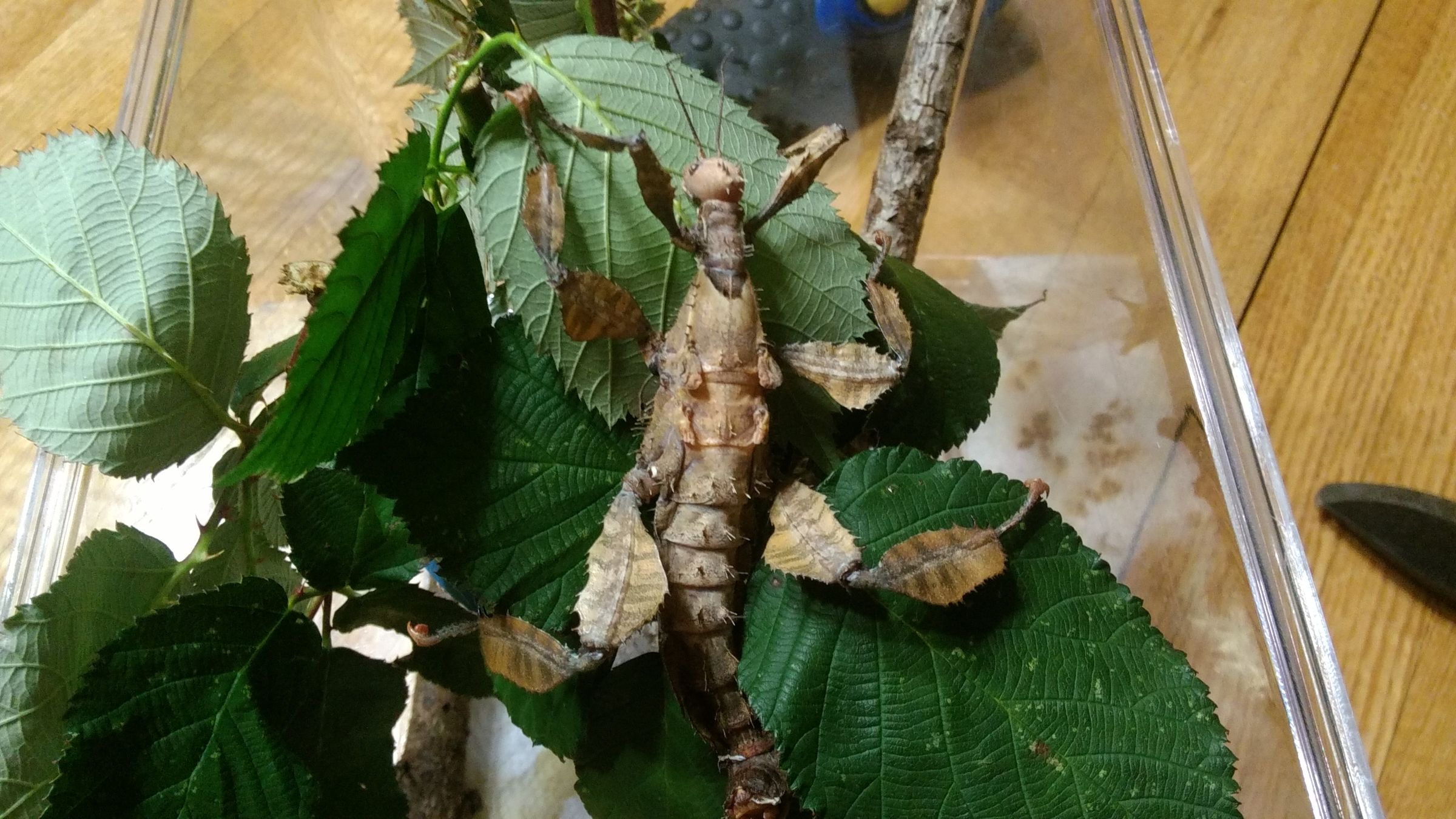 Taking Care of Australian Spiny Leaf Insects : 7 Steps - Instructables