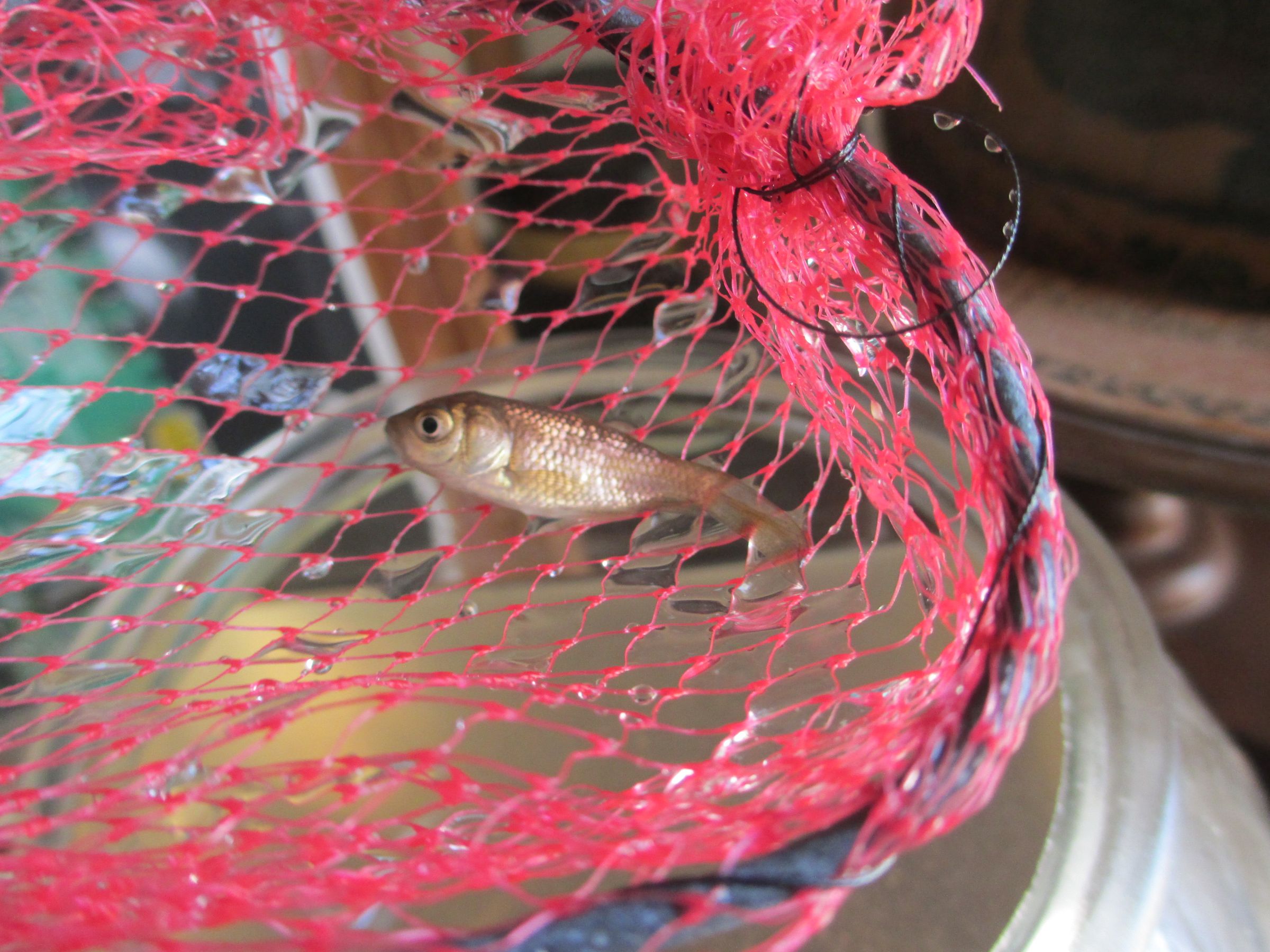 Aquarium Fish Net 4 Steps Instructables