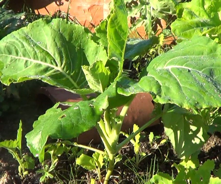 Como Plantar Berza En El Huerto