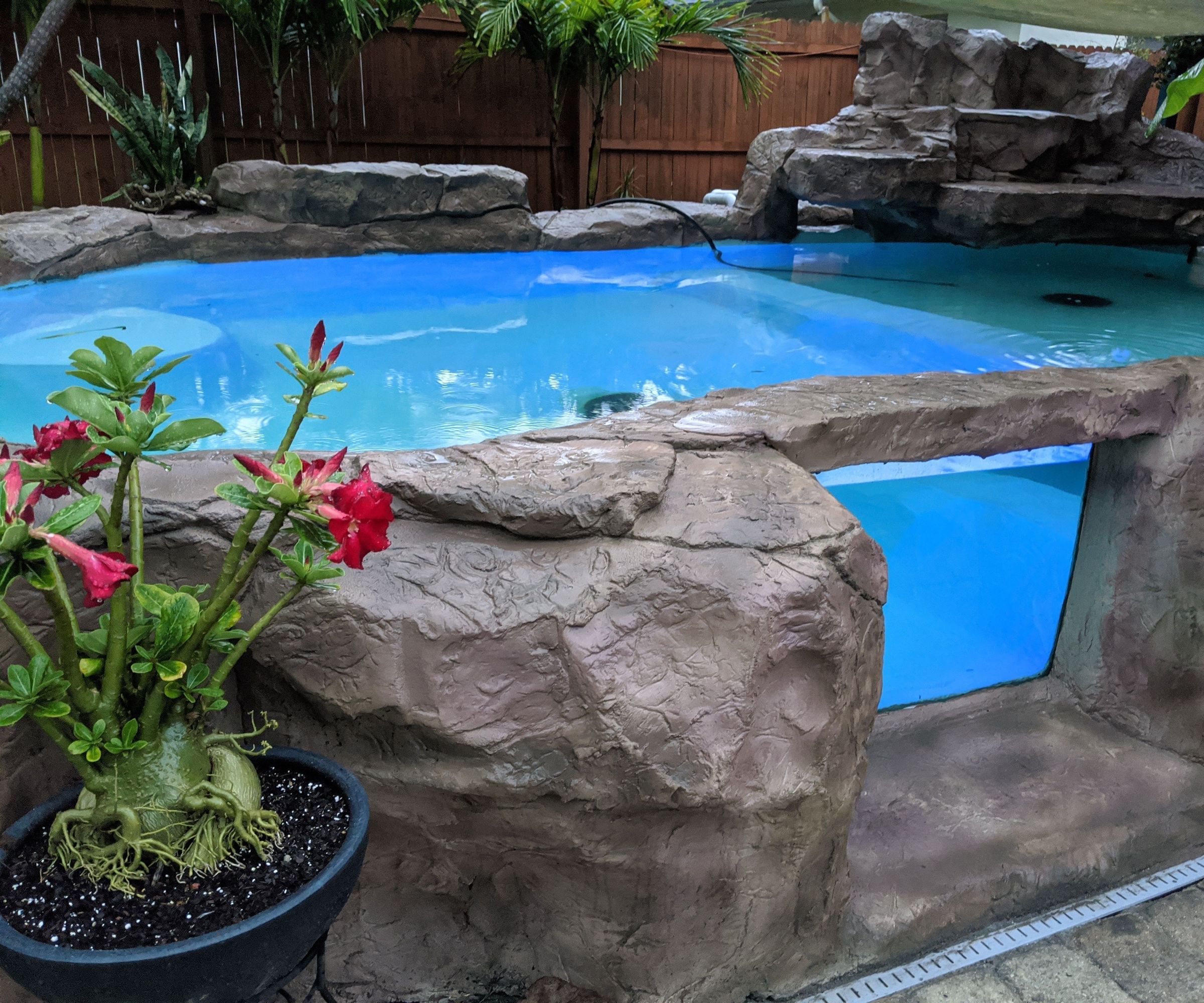 Awesome Koi Pond