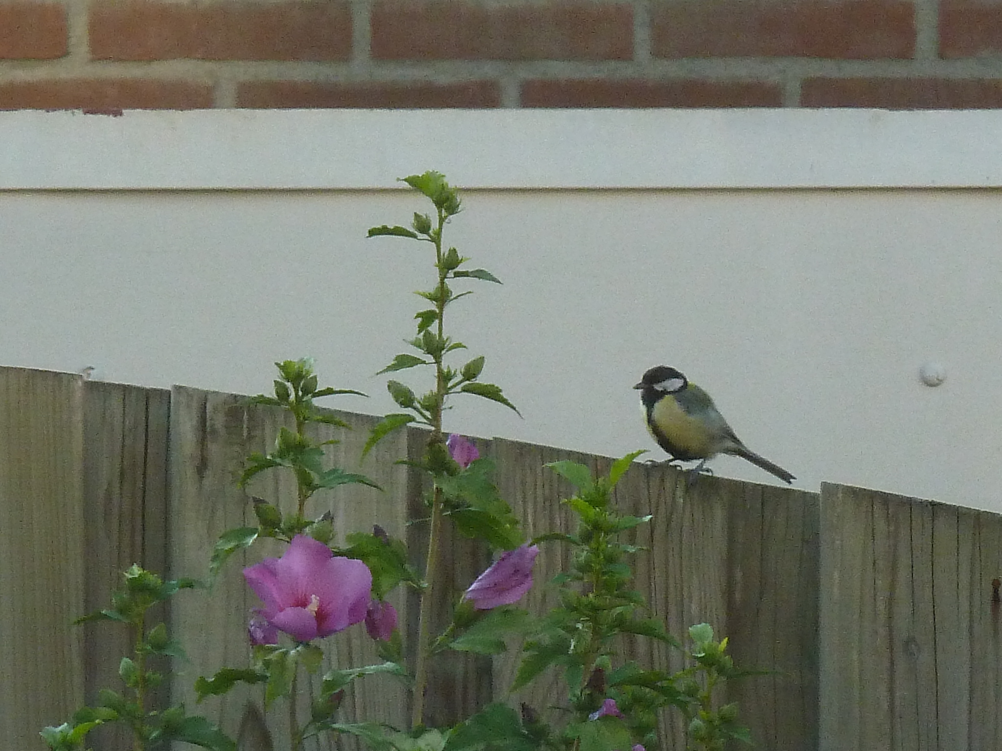 Birdhouse (with cam) 10 Steps Instructables