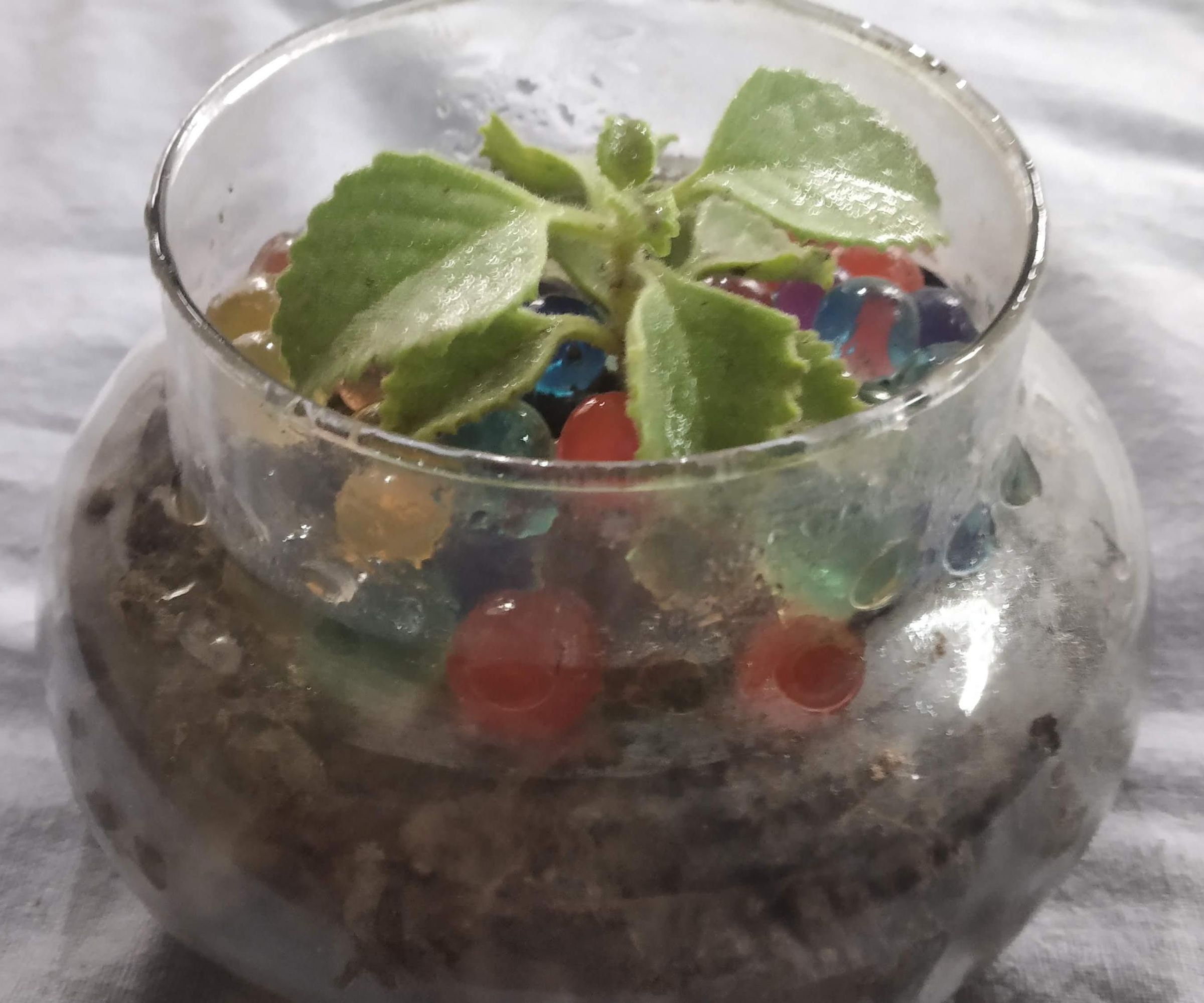 Terrarium - Home Decor