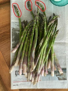 Cleaning Asparagus 