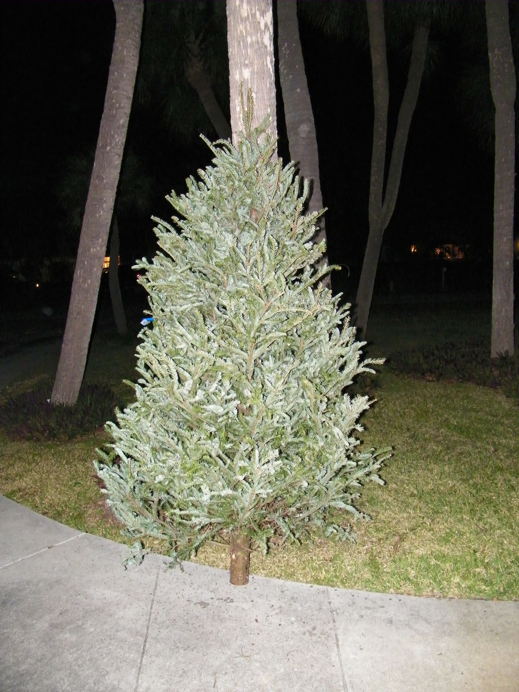 Maknig a didjeridoo from a christmass tree. Bore out method