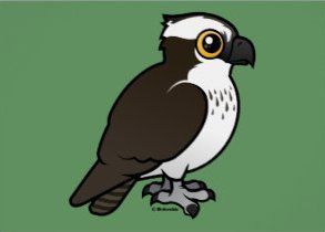 OspreyGozo