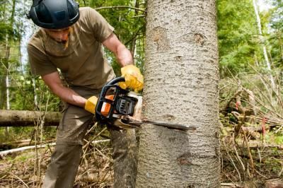 Cut Down the Tree