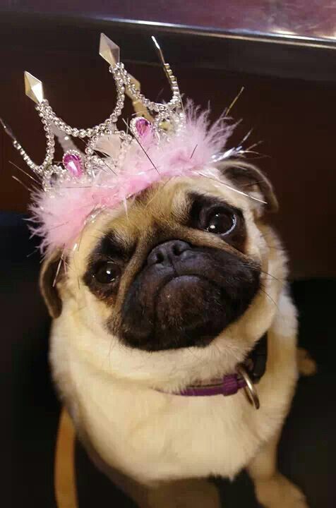 PrincessPug10