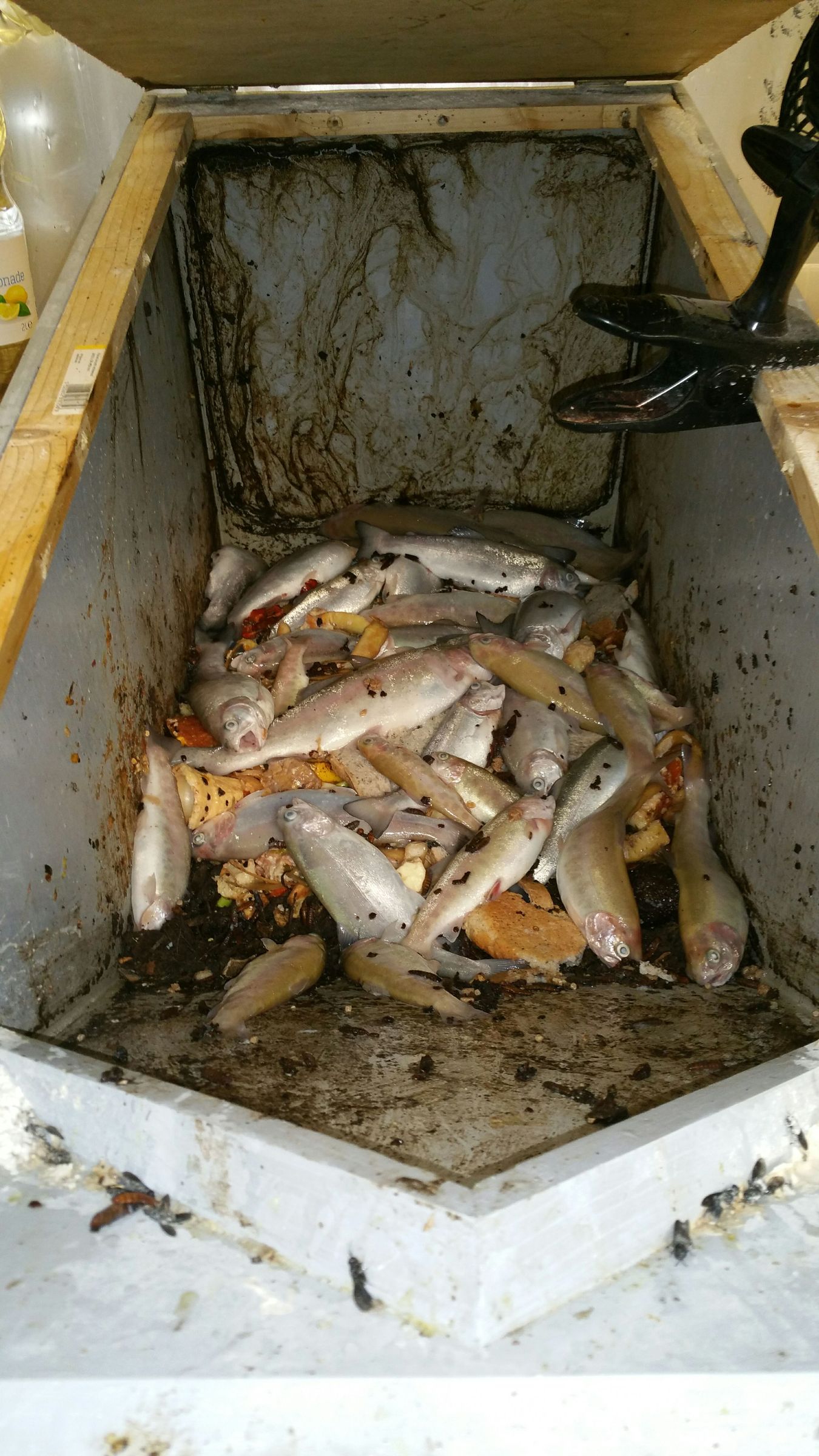 Fly Cage Black Soldier Fly Breeding UK. 9 Steps (with Pictures