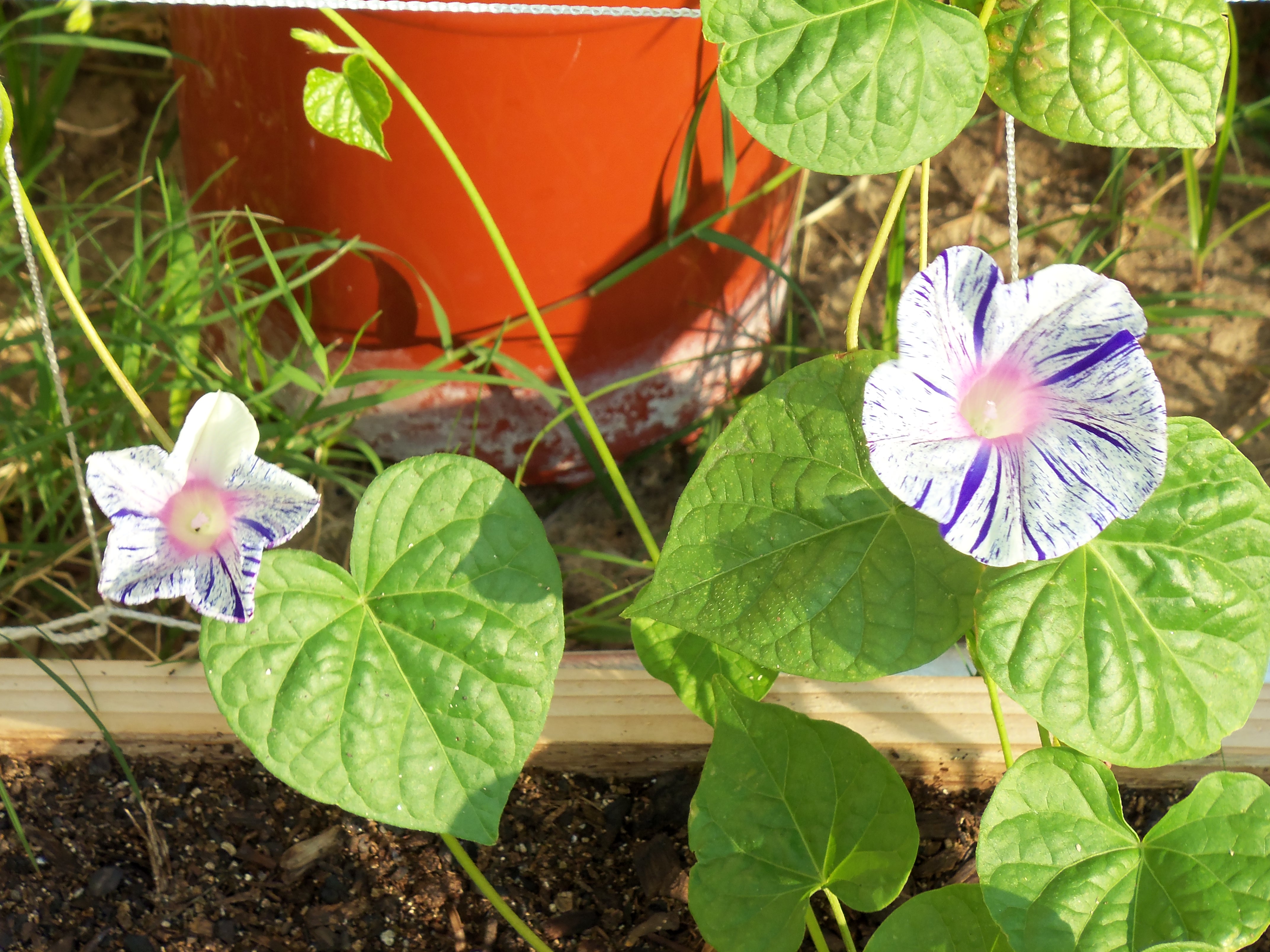 Apocalypse Garden/Backyard Beautification