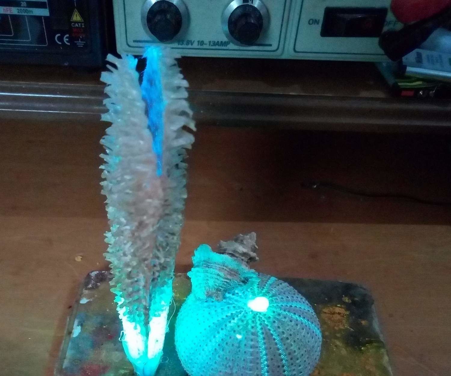 Souvenir Ornament Summer 2018