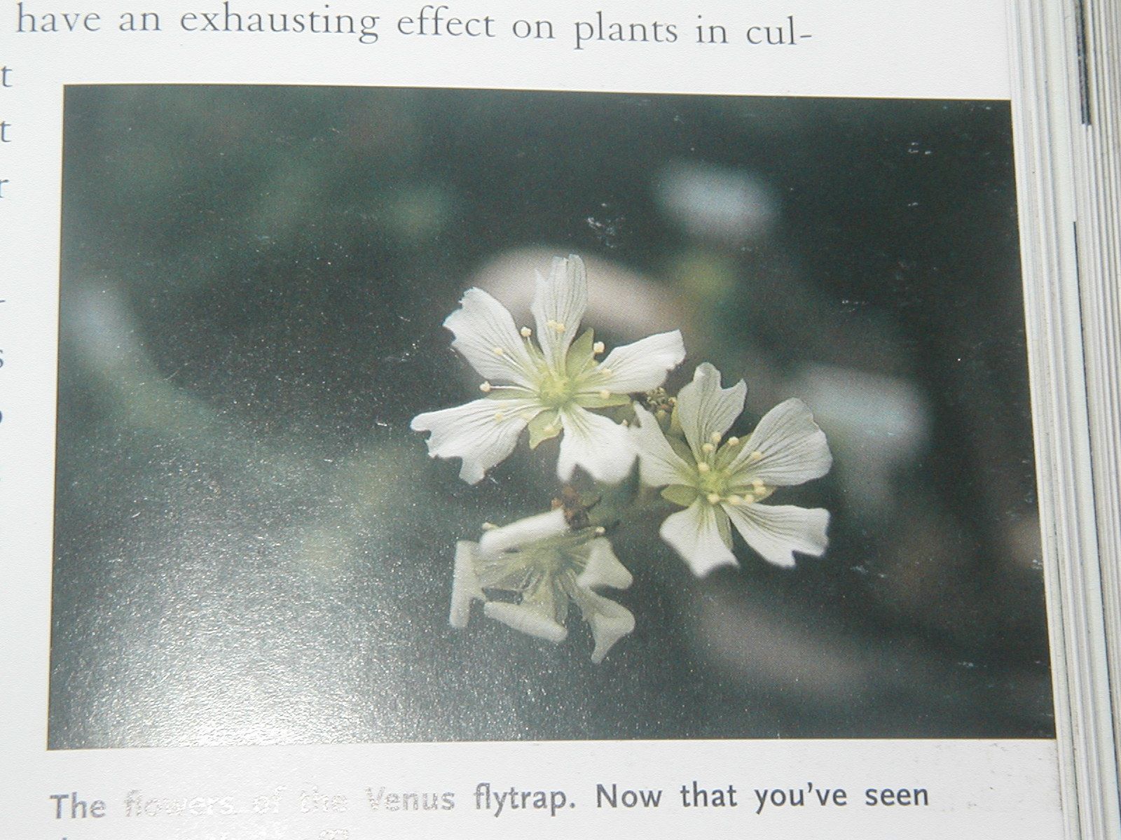 how to save a venus fly trap