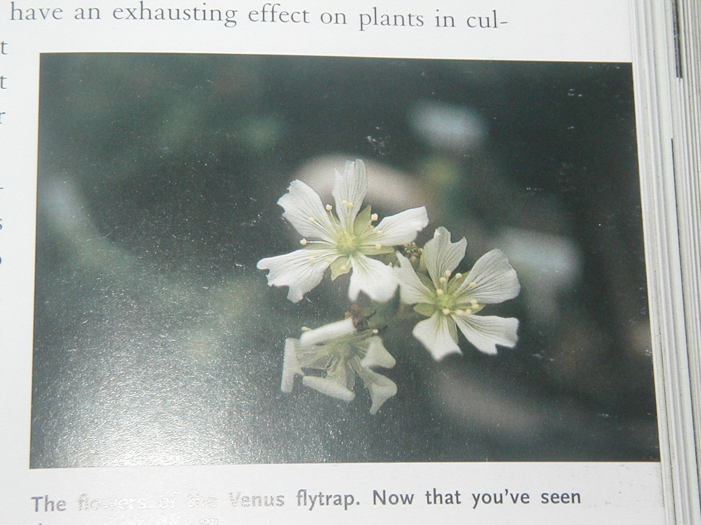 how to save a venus fly trap