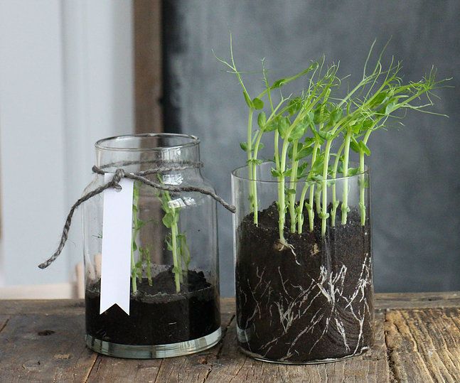 Diy Green Pea Grass