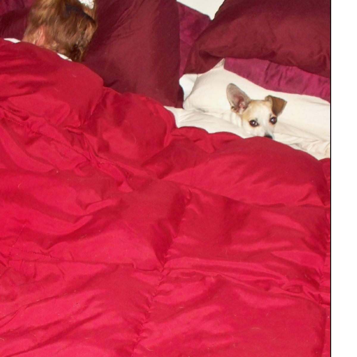 Heated Dog Bed 9 Steps (with Pictures) Instructables