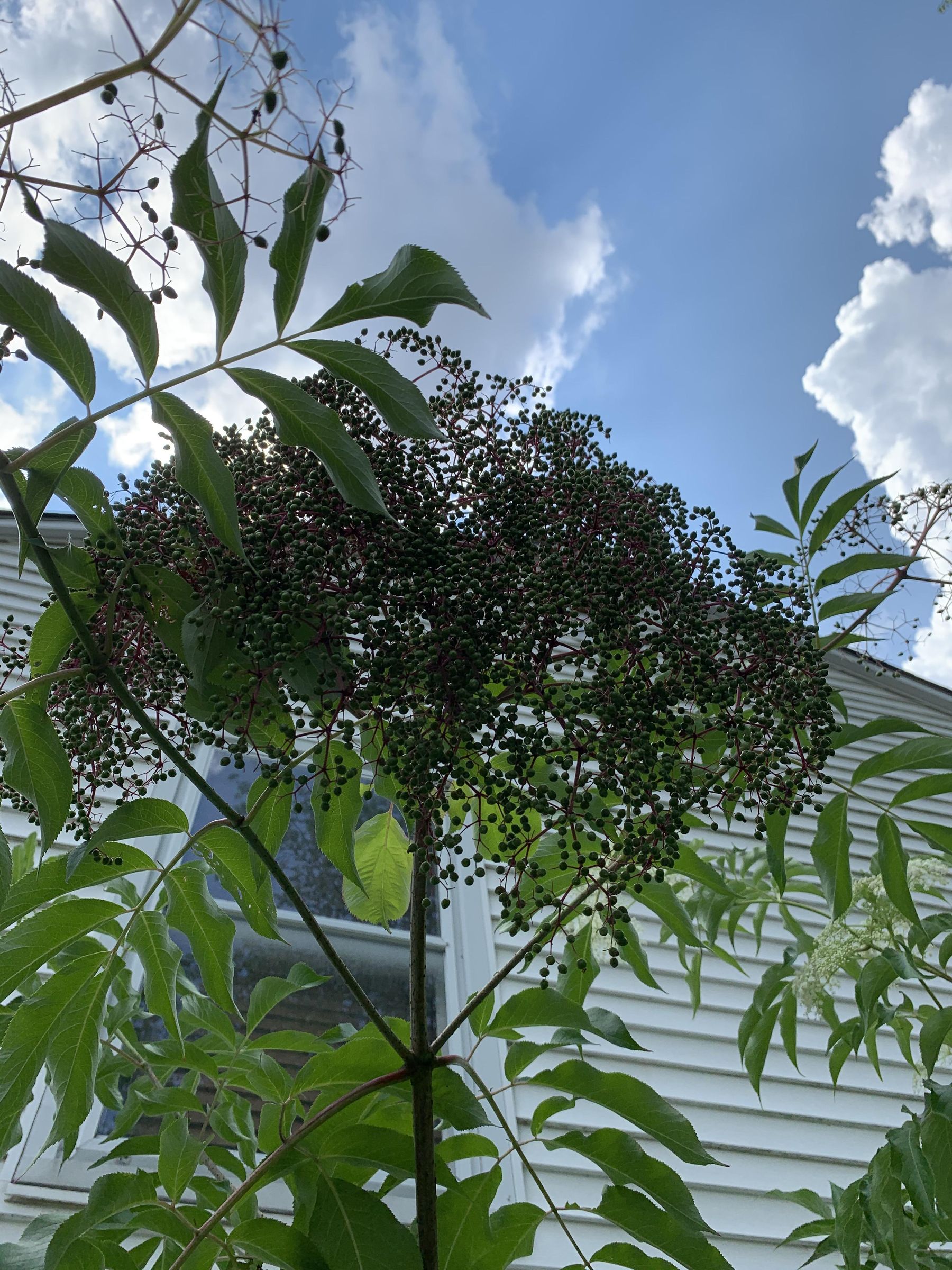 ImmunityBoosting Frozen Elderberry Drops 11 Steps (with Pictures