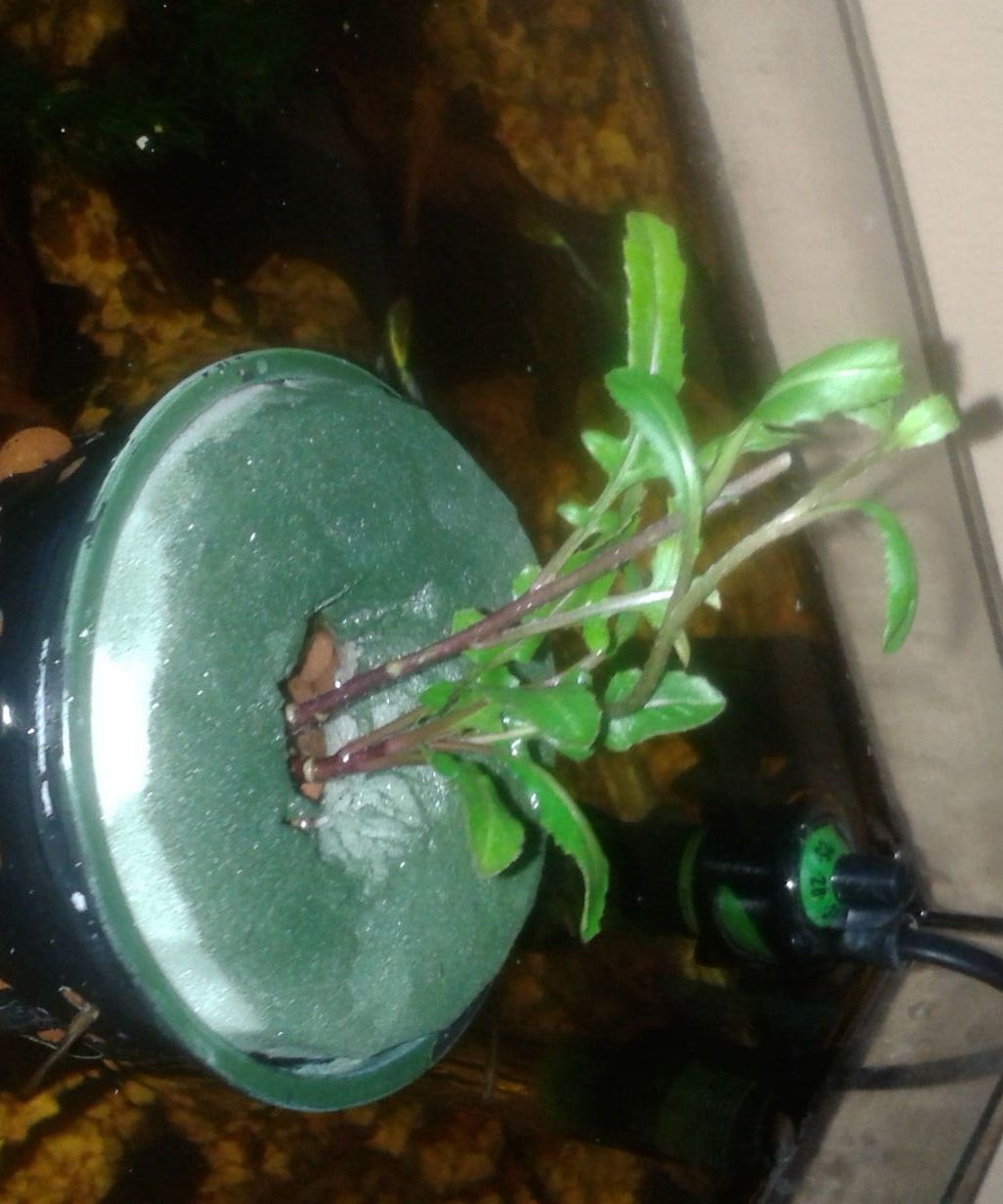 Simple Aquaponics Floating Plant : 5 Steps - Instructables, image size:1026x1232