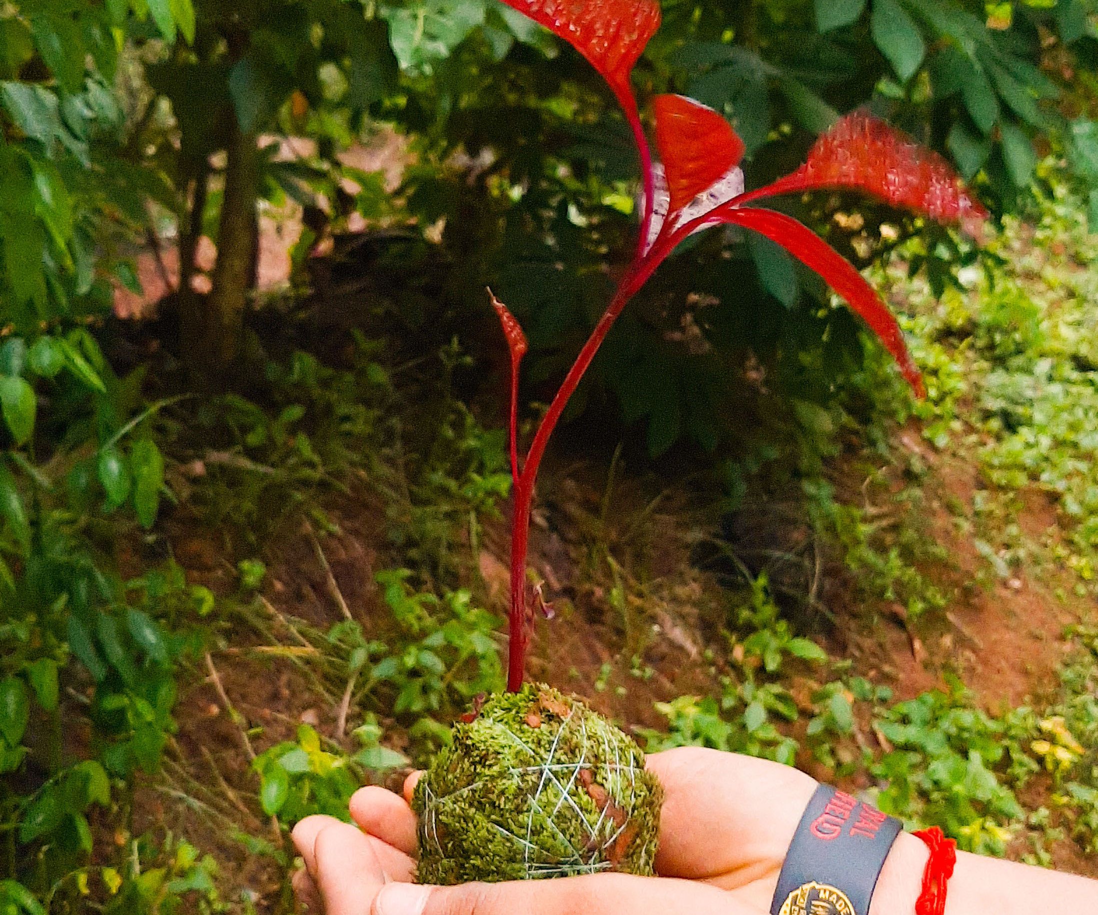 Kokedama - Japanese Moss Ball