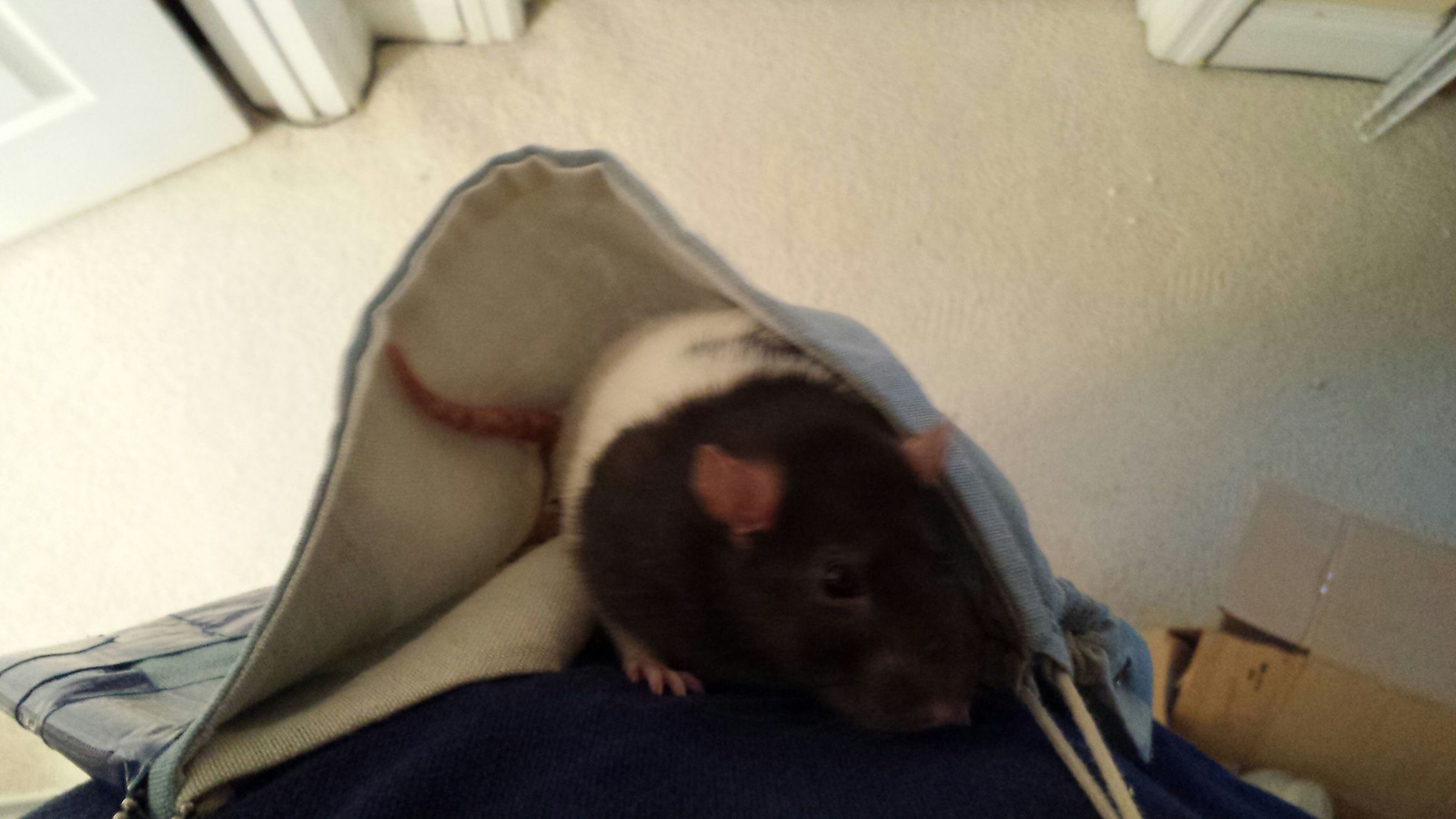 Create a Rat Carry Hammock With a Toms Bag