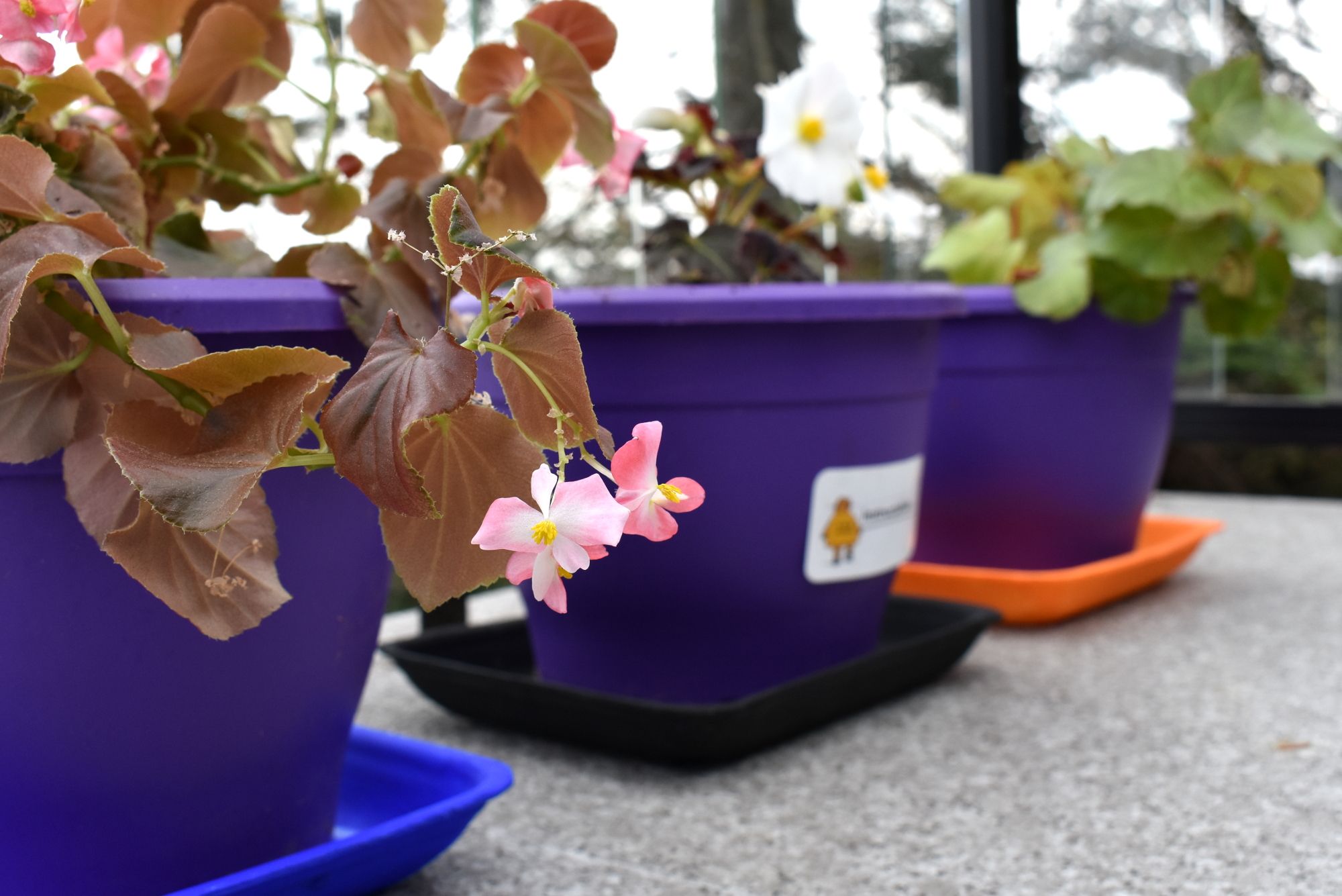 Perfectly Prodigious Polystyrene Plant Plate! 3 Steps Instructables