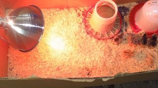 How to Start a Chicken Brooder