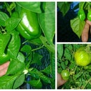 IRRIGATING WITH MOTHER NATURE