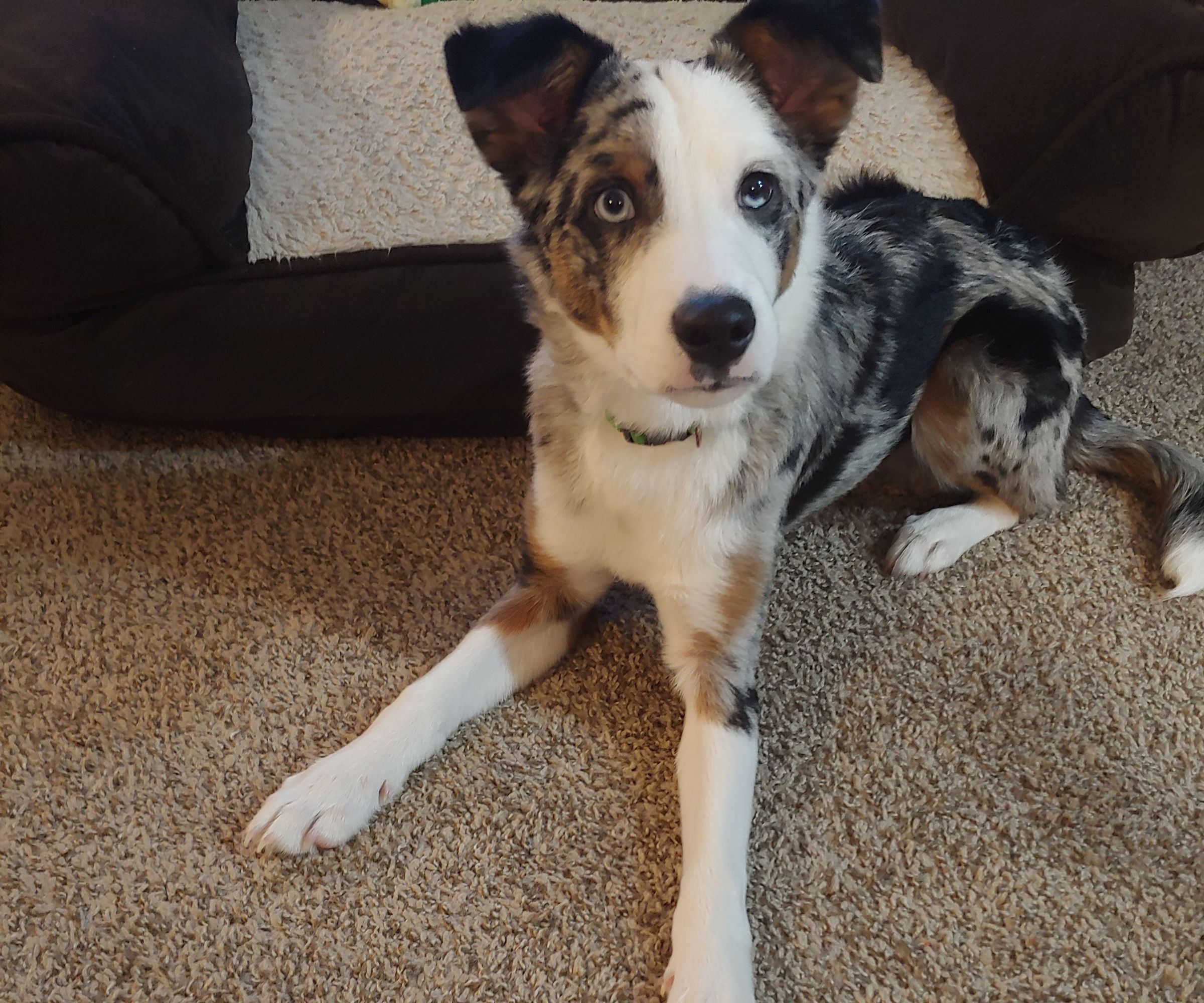 Pet Behavior and Tricks