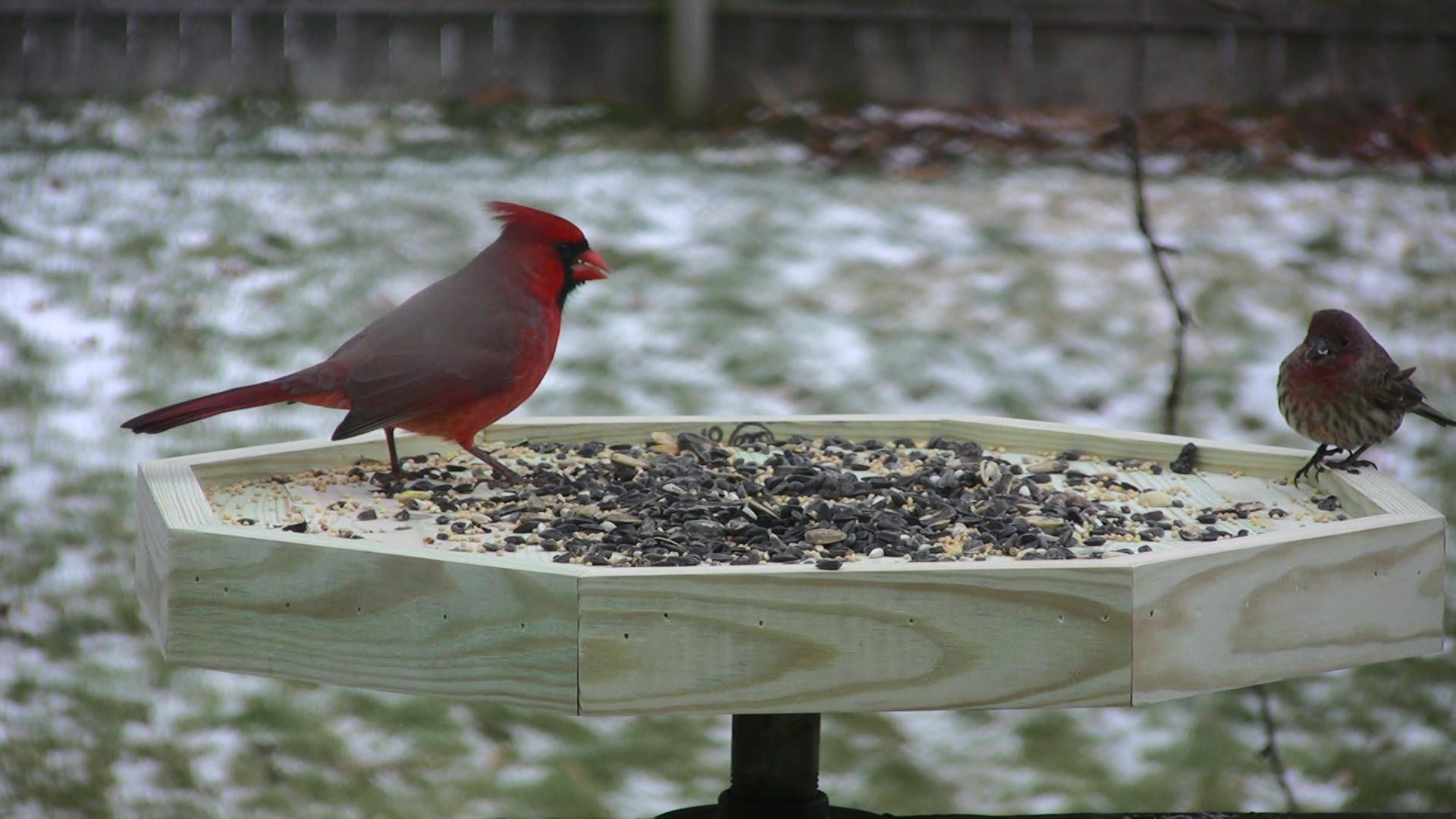 Bird Feeder Photo Port