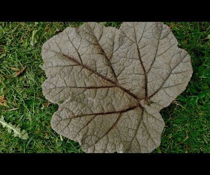 Concrete Leaf Casting - Small Gunnera Leaf Cast 