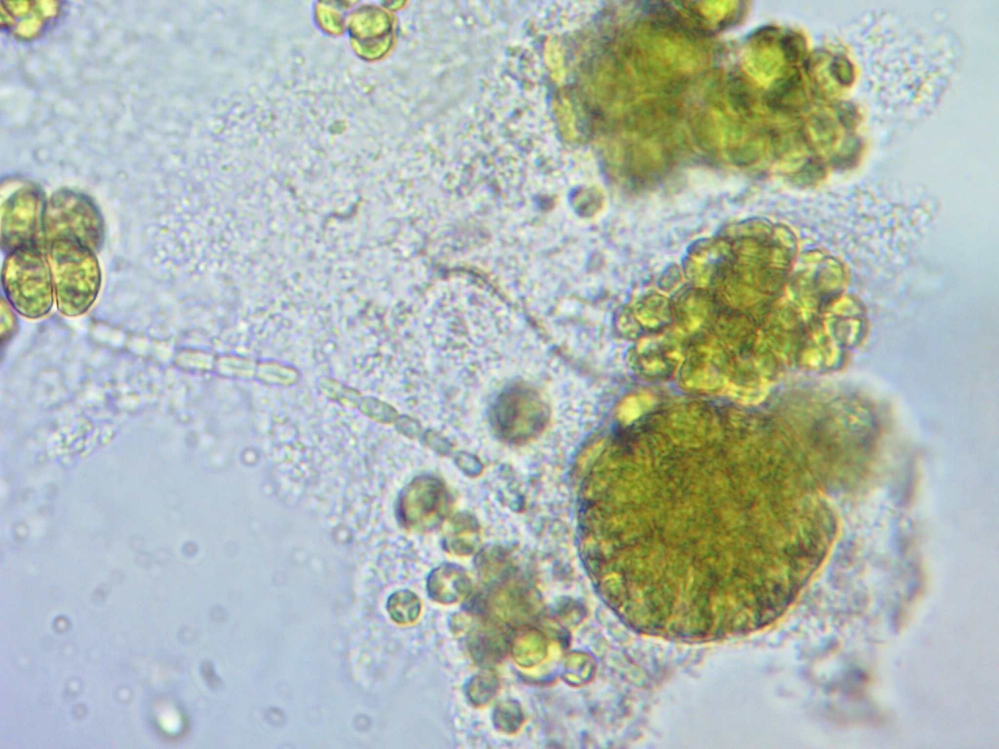 Homemade Jenga Block Spectrophotometer for Algae Experiments 15 Steps