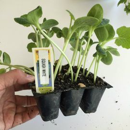 baby philodendron selloum Philodendron selloum
