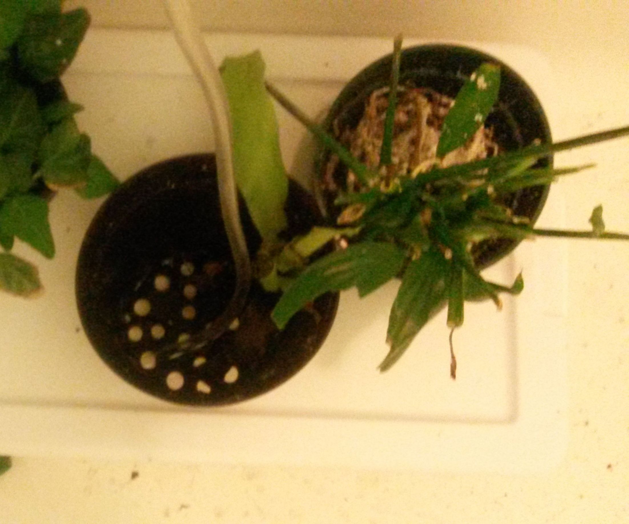 Hydroponics-Growing Plants Without Soil