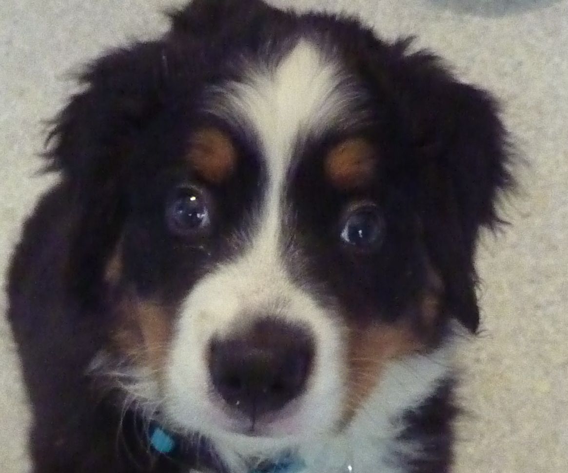 Monty Needs Help!