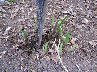 dividing hostas in the spring