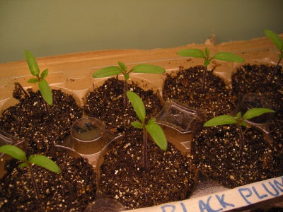 Potting Up