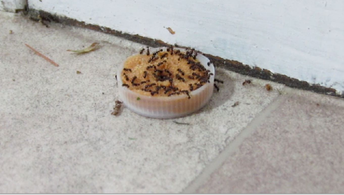 How to Make an Ant Trap