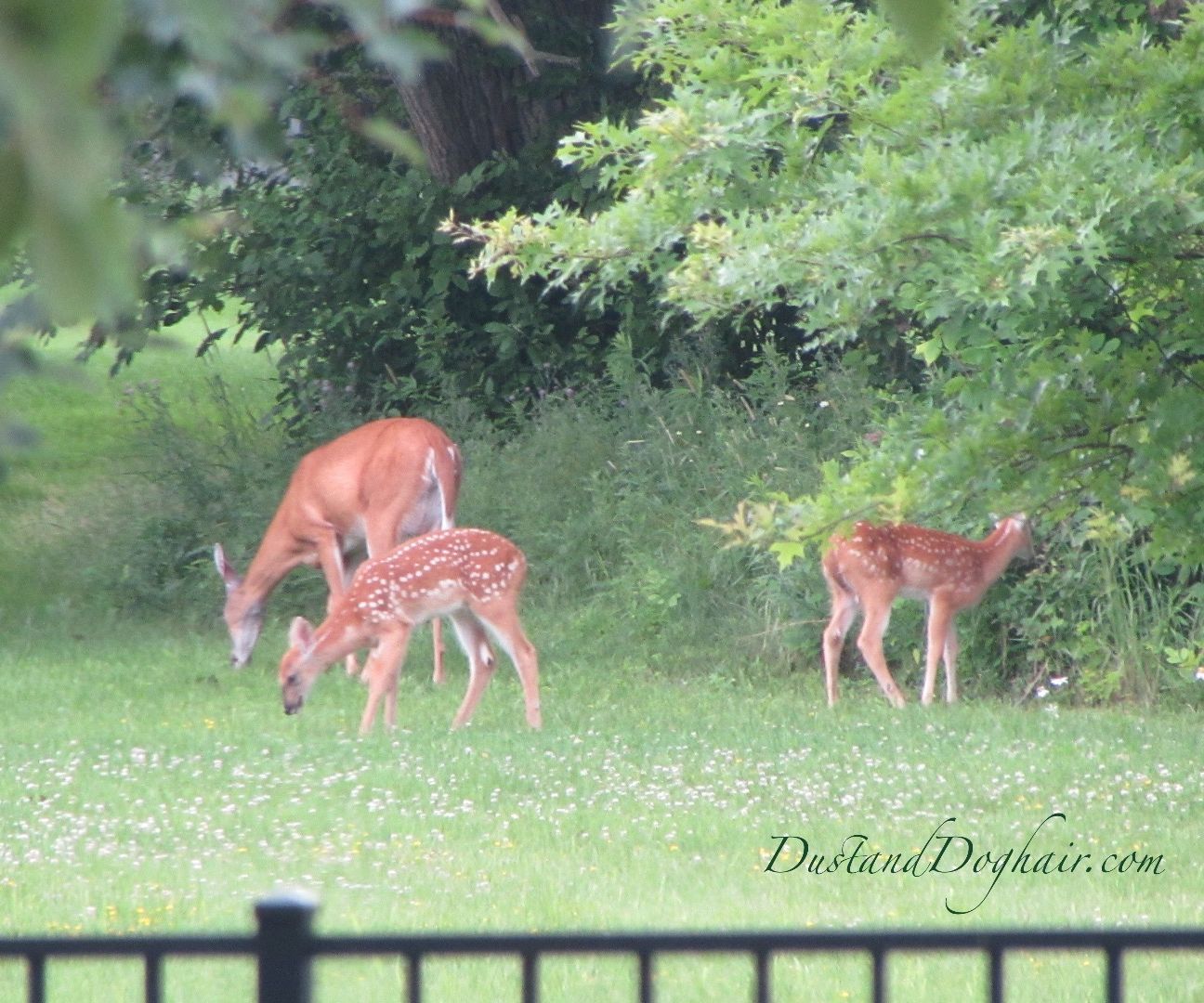Sorry, Bambi, the Restaurant Is Closed!