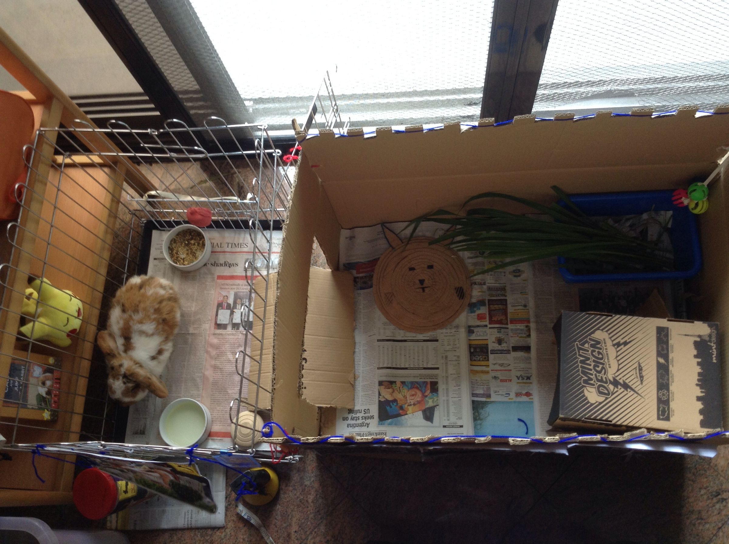 What You Need Inside a Rabbit Cage