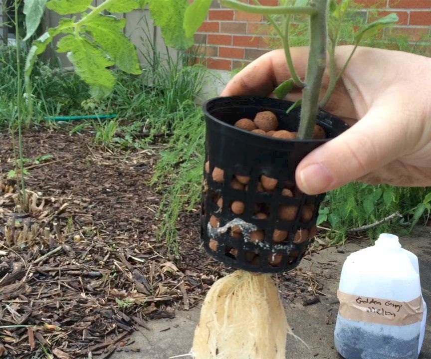 Easily Grow Hydroponic Tomatoes Inside or Outside (without an Air Pump)