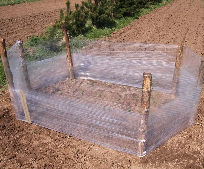 Growing Hot Cayenne Chillies With Pallet Wrap