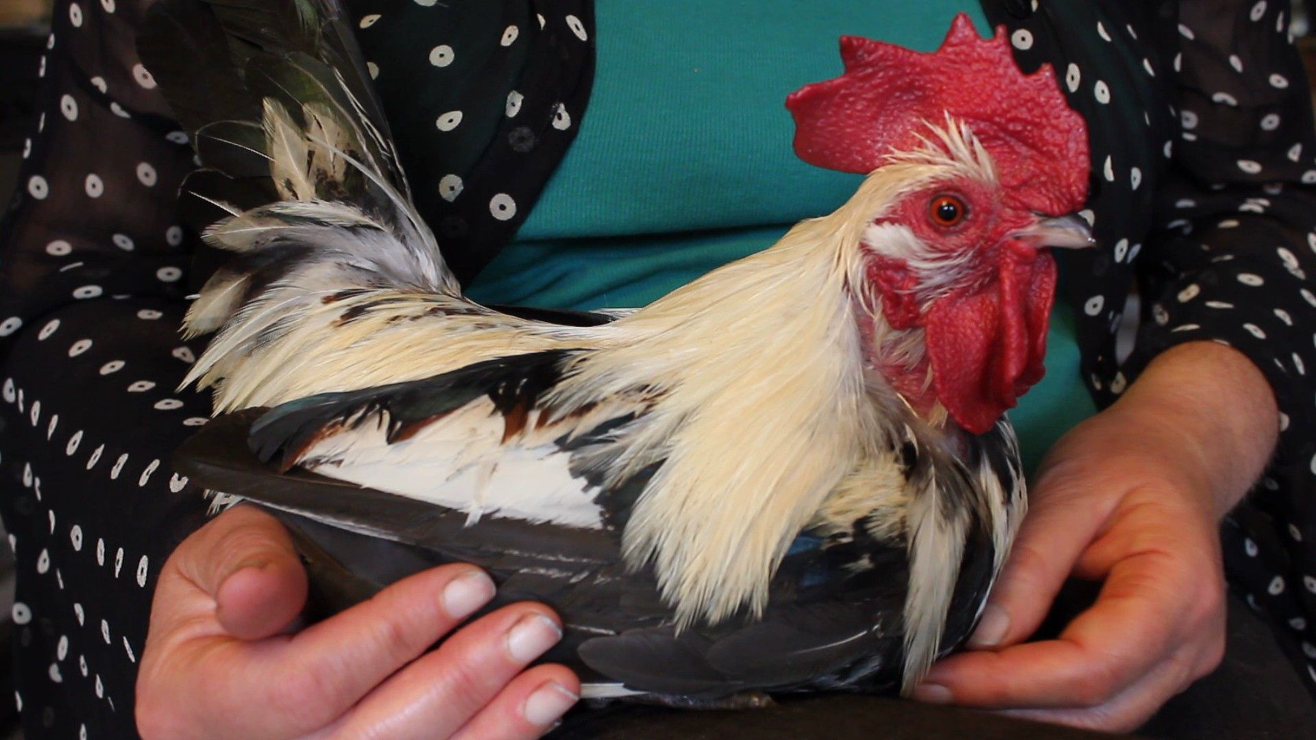 Organic Poultry. Nests and Fathers. an Holistic Approach to Brooding & Hatching Chicks. Part Two. Astuces - Poule Couveuse Bio